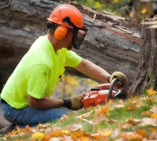 tree services Pioneer